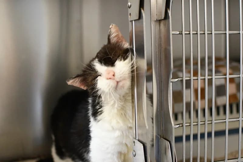 Vermittelt! Oktober 2022, Mixed Breed for adoption at Tierheim Helenenhof-Hürth/Tierschutzverein