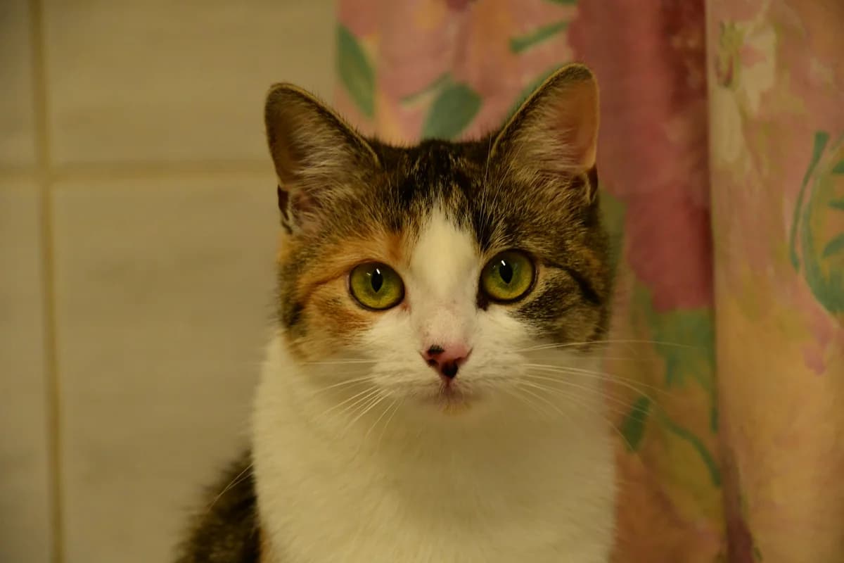 Vermittelt! November 2022, Mixed Breed for adoption at Tierheim Helenenhof-Hürth/Tierschutzverein