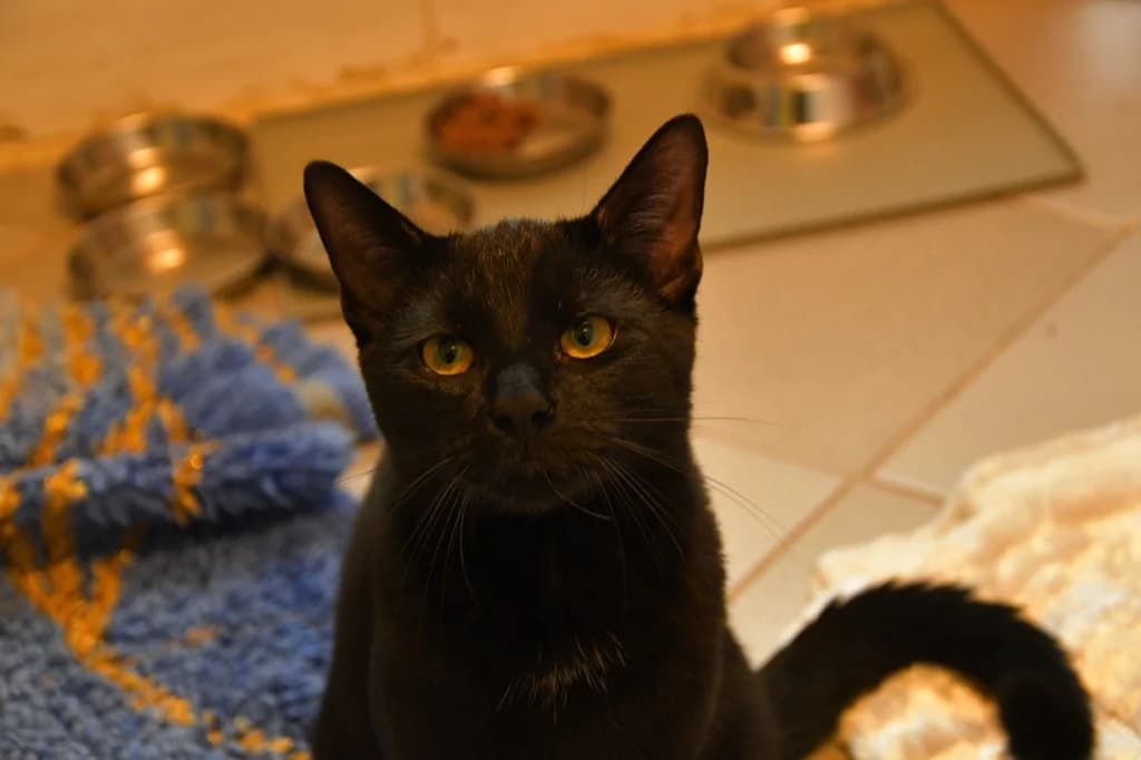 Vermittelt! Dezember 2022, Mixed Breed for adoption at Tierheim Helenenhof-Hürth/Tierschutzverein