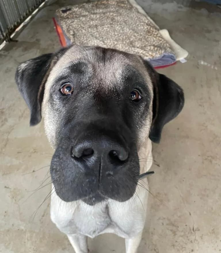 Bruno, male Kangal for adoption at Tierheim Helenenhof-Hürth/Tierschutzverein