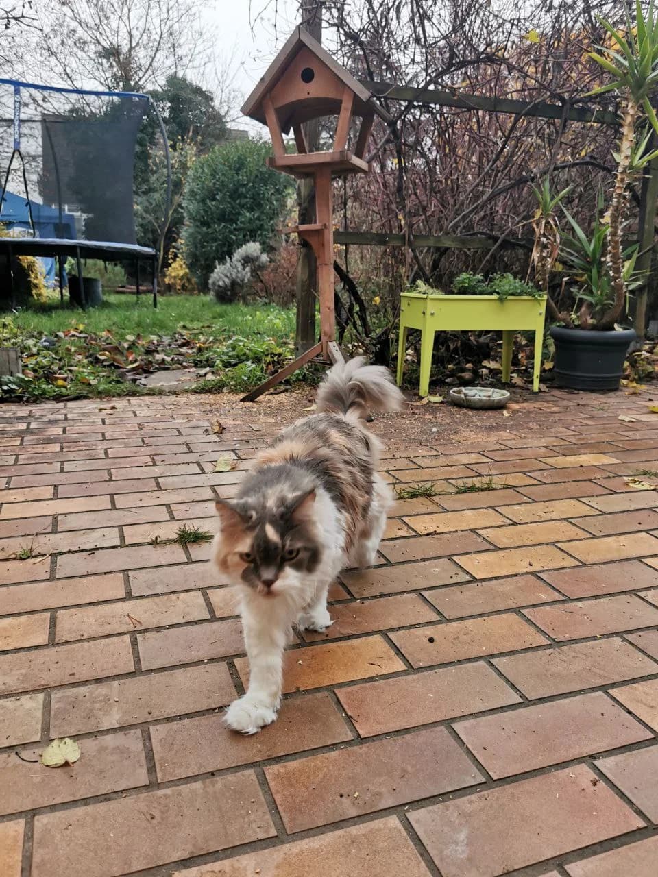 Grüße von Yona, Mixed Breed for adoption at Tierheim Helenenhof-Hürth/Tierschutzverein