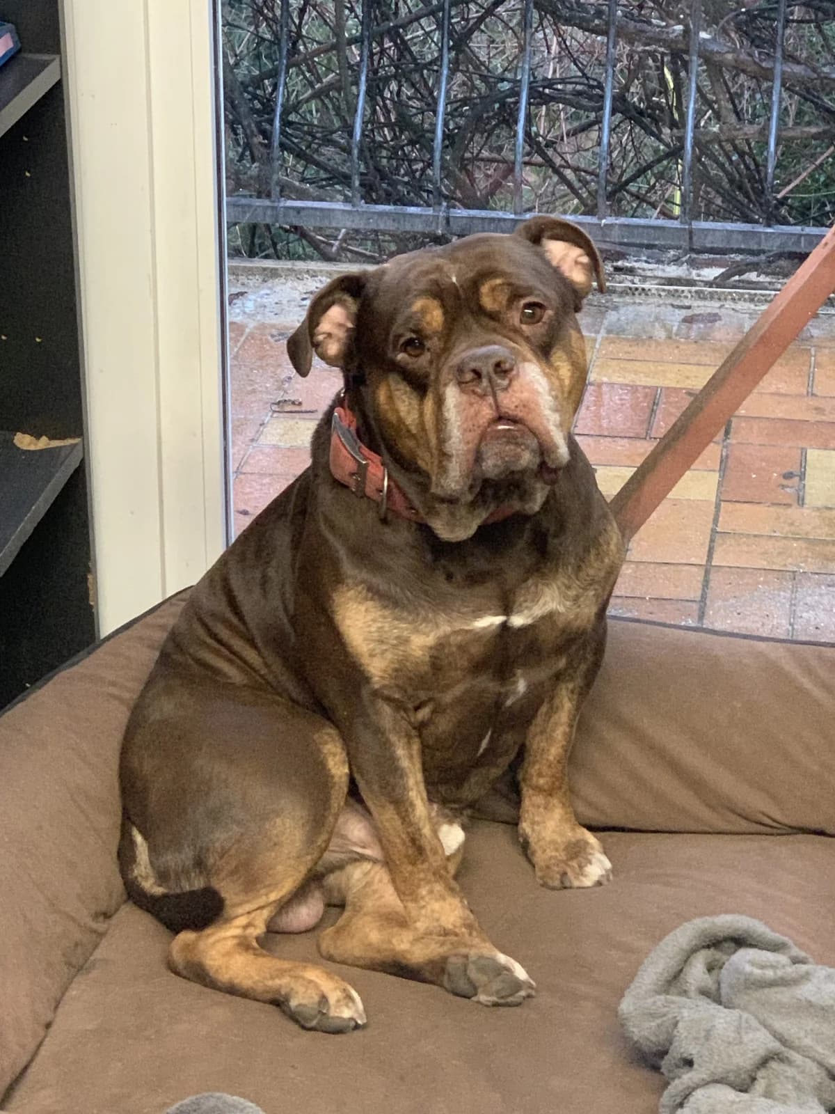 Coco (Eintrag vom 06.01.2023), male English Bulldog for adoption at Tierheim Helenenhof-Hürth/Tierschutzverein