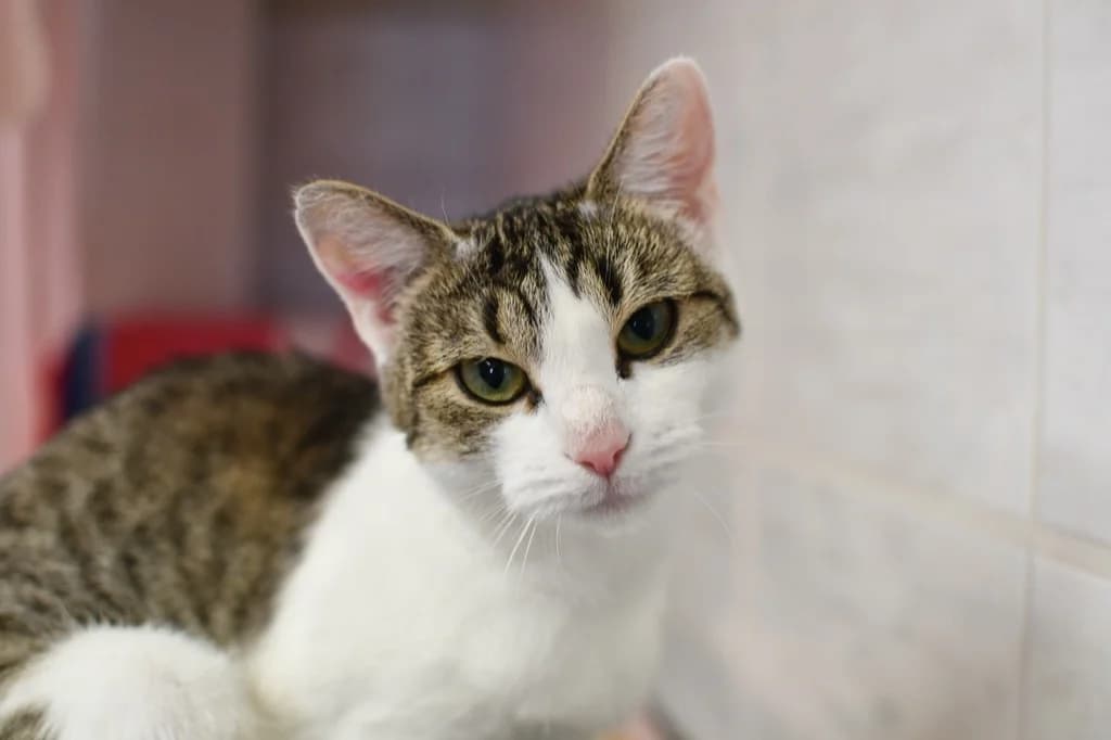 Vermittelt! Januar 2023, Mixed Breed for adoption at Tierheim Helenenhof-Hürth/Tierschutzverein