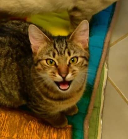 Vermittelt! Februar 2023, Mixed Breed for adoption at Tierheim Helenenhof-Hürth/Tierschutzverein