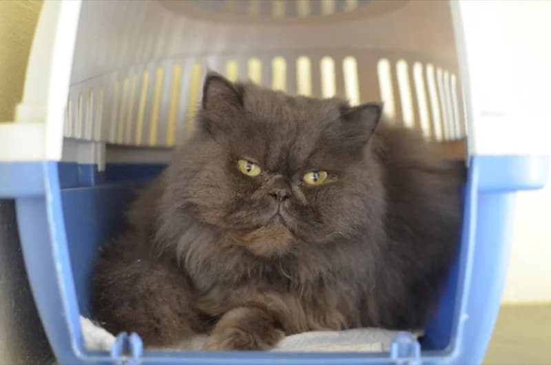 Vermittelt! März 2023, Mixed Breed for adoption at Tierheim Helenenhof-Hürth/Tierschutzverein