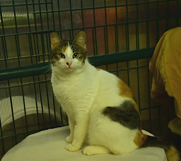 Vermittelt! April 2023, Mixed Breed for adoption at Tierheim Helenenhof-Hürth/Tierschutzverein