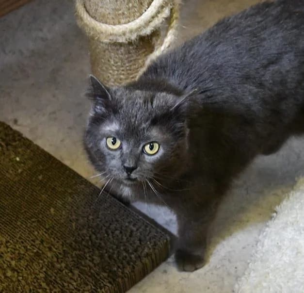 Vermittelt! Juni 2023, Mixed Breed for adoption at Tierheim Helenenhof-Hürth/Tierschutzverein