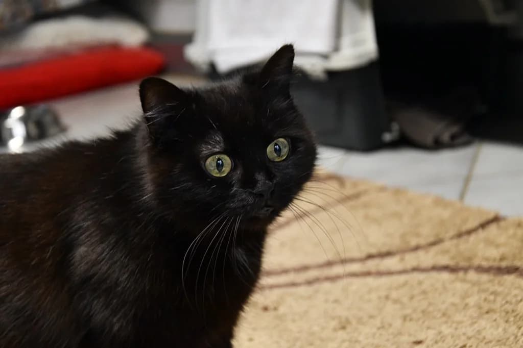 Vermittelt! Mai 2023, Mixed Breed for adoption at Tierheim Helenenhof-Hürth/Tierschutzverein