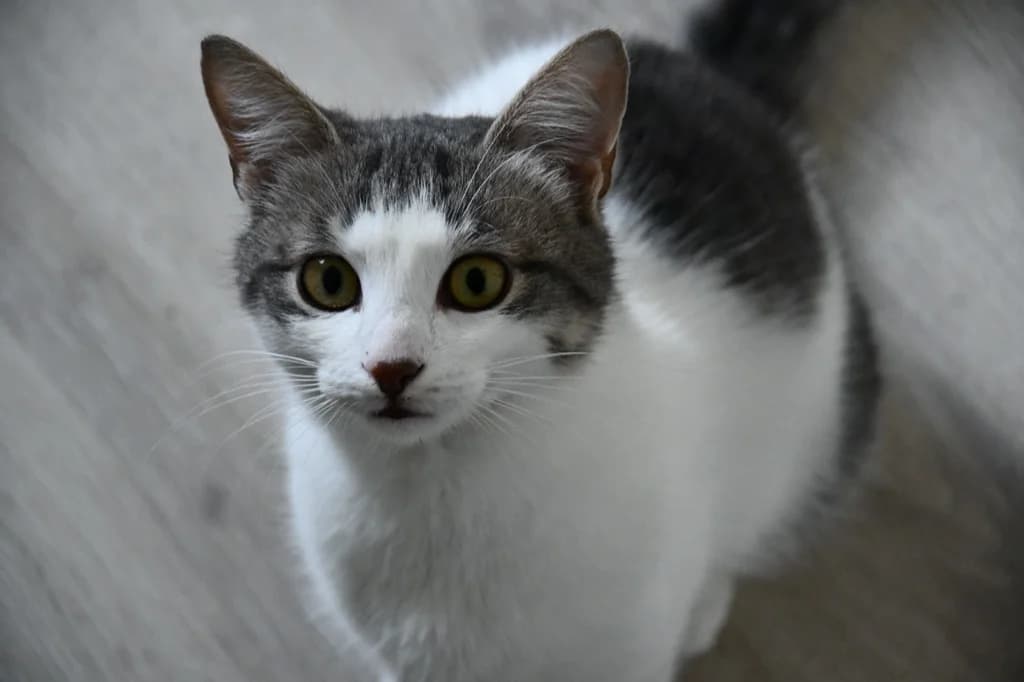 Vermittelt! Juli 2023, Mixed Breed for adoption at Tierheim Helenenhof-Hürth/Tierschutzverein