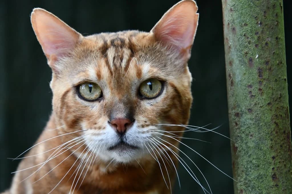 Vermittelt! August 2023, Mixed Breed for adoption at Tierheim Helenenhof-Hürth/Tierschutzverein