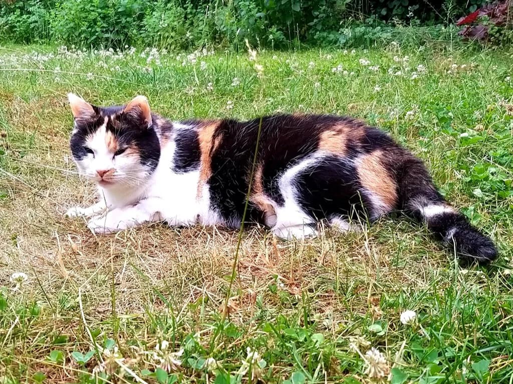 Grüße von Nicky, Mixed Breed for adoption at Tierheim Helenenhof-Hürth/Tierschutzverein