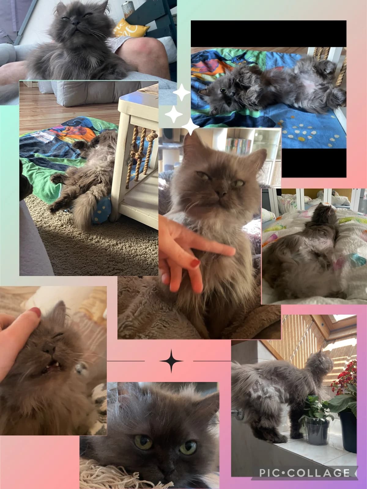 Grüße von Chouchou, Mixed Breed for adoption at Tierheim Helenenhof-Hürth/Tierschutzverein