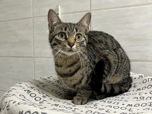 Ava & Atarie (Freigänger), Mixed Breed for adoption at Tierheim Helenenhof-Hürth/Tierschutzverein, Hürth