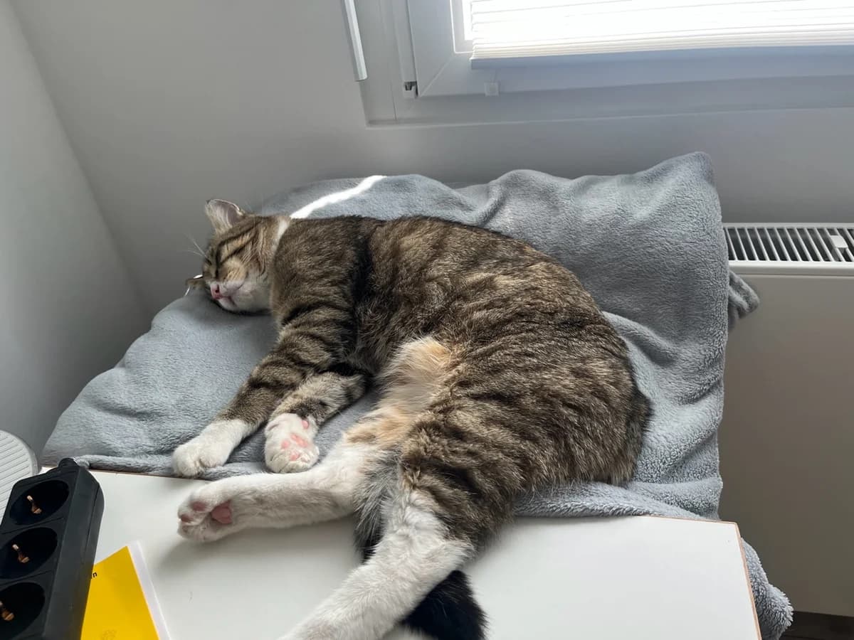 Grüße von Fips, Mixed Breed for adoption at Tierheim Helenenhof-Hürth/Tierschutzverein