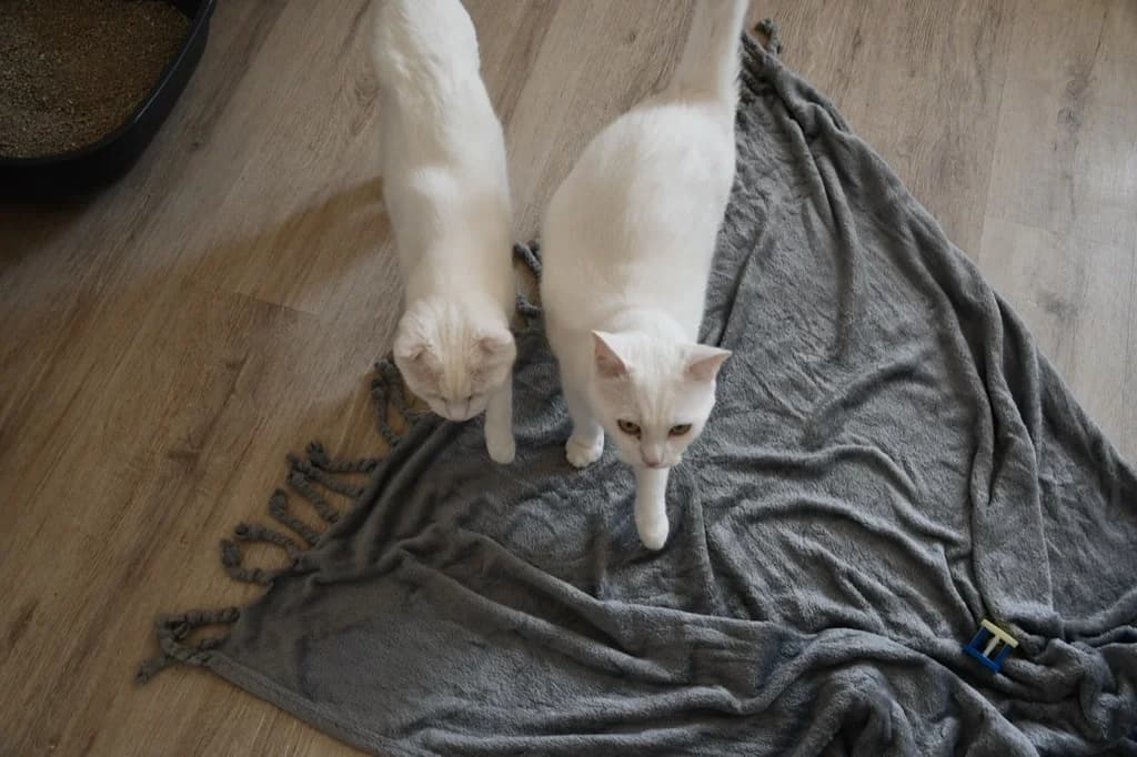 Bobby und Kai (Wohnungskater), blau male 3yo Mixed Breed for adoption at Tierheim Helenenhof-Hürth/Tierschutzverein, Hürth