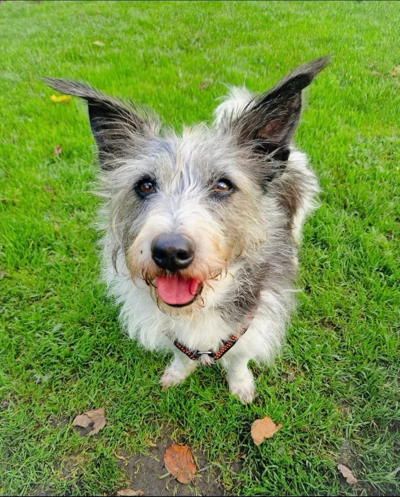Chess, male senior Mixed Breed for adoption at Tierheim Helenenhof-Hürth/Tierschutzverein, Hürth