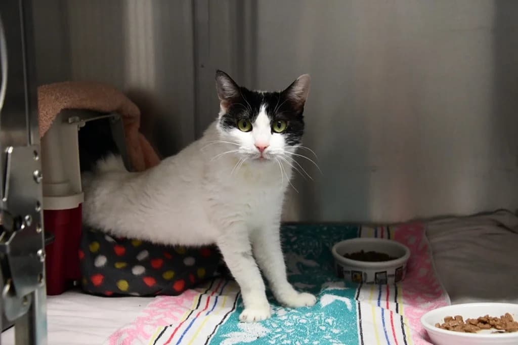 Penelope & Hamlet (Wohnungskatzen), auch Pflegestelle gesucht, male senior Mixed Breed for adoption at Tierheim Helenenhof-Hürth/Tierschutzverein, Hürth