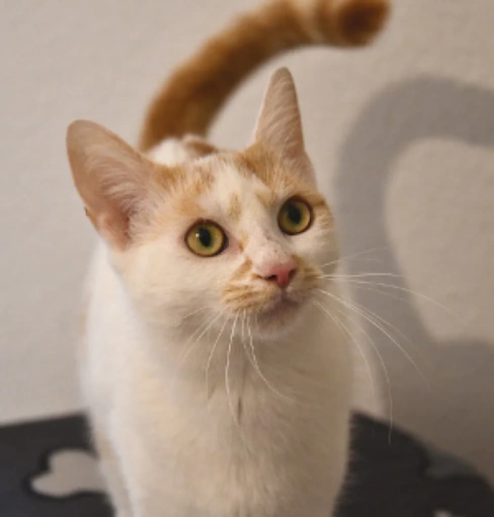 Bounty (Freigängerin), Mixed Breed for adoption at Tierheim Helenenhof-Hürth/Tierschutzverein, Hürth