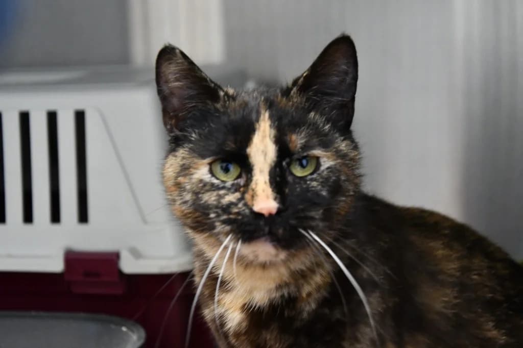 Franzy & Holly (Wohnung oder Freigang), grau Mixed Breed for adoption at Tierheim Helenenhof-Hürth/Tierschutzverein, Hürth