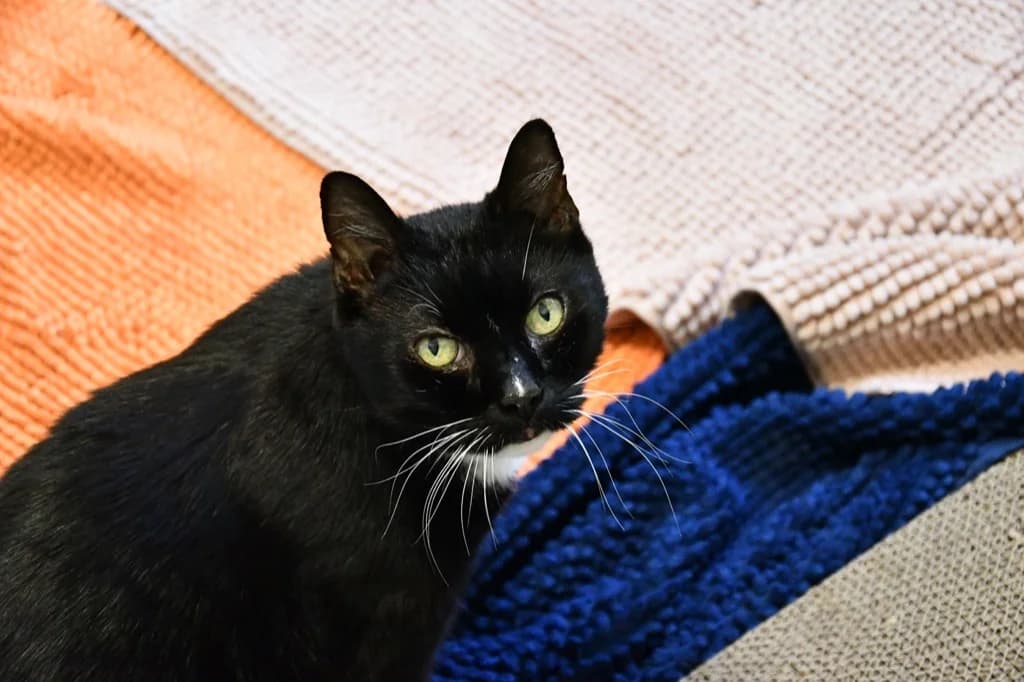 Räuber (Freigänger), male senior Mixed Breed for adoption at Tierheim Helenenhof-Hürth/Tierschutzverein, Hürth
