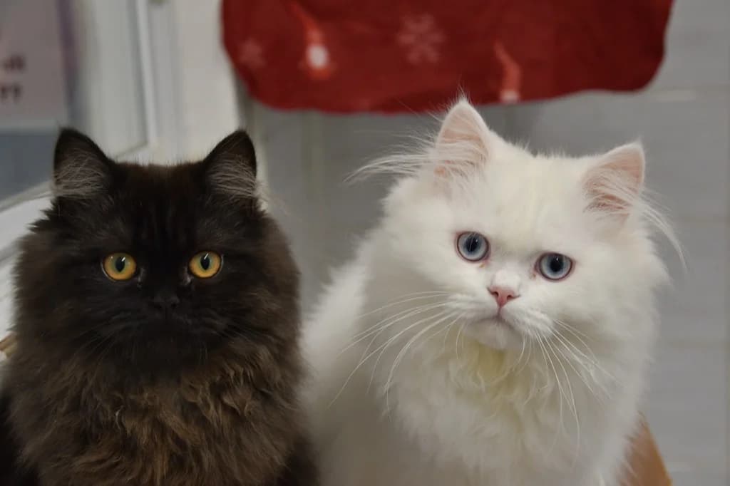 Chocolat & Milk (Wohnungskatzen), male Mixed Breed for adoption at Tierheim Helenenhof-Hürth/Tierschutzverein, Hürth