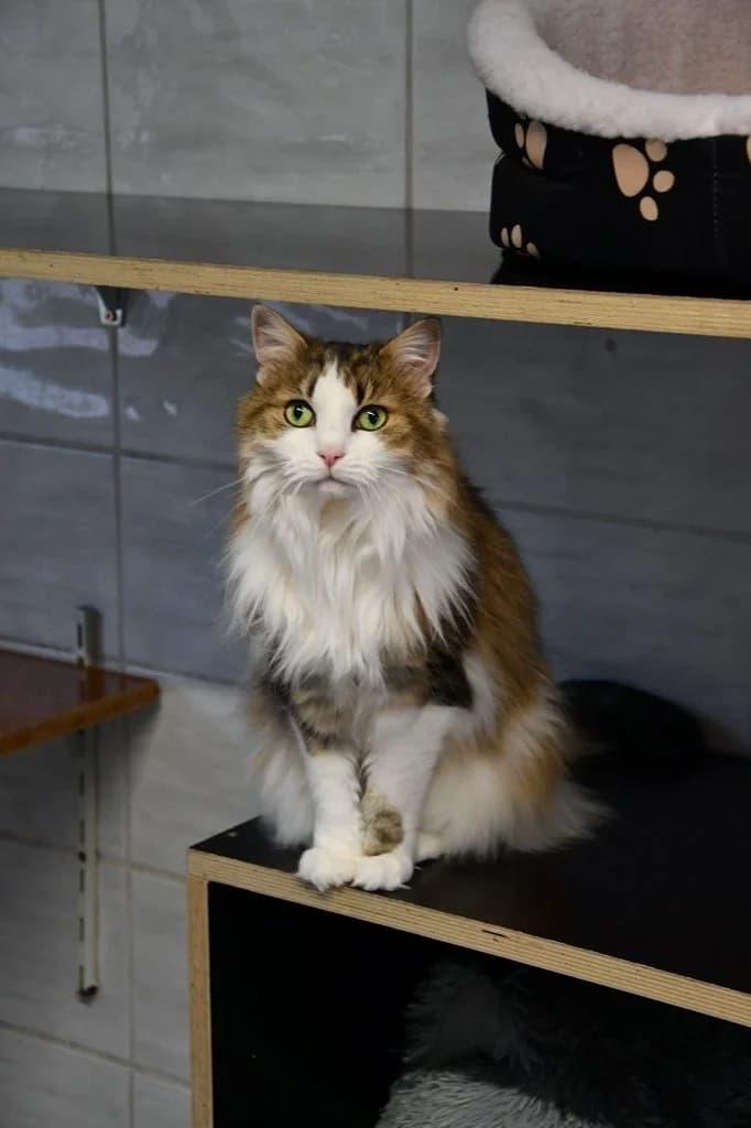 Summer (Freigängerin), senior Mixed Breed for adoption at Tierheim Helenenhof-Hürth/Tierschutzverein, Hürth