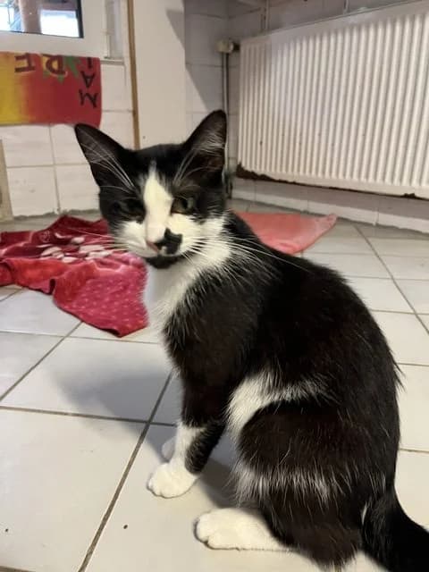 Polina (Wohnungskatze sucht Anschluss), 5yo Mixed Breed for adoption at Tierheim Helenenhof-Hürth/Tierschutzverein, Hürth