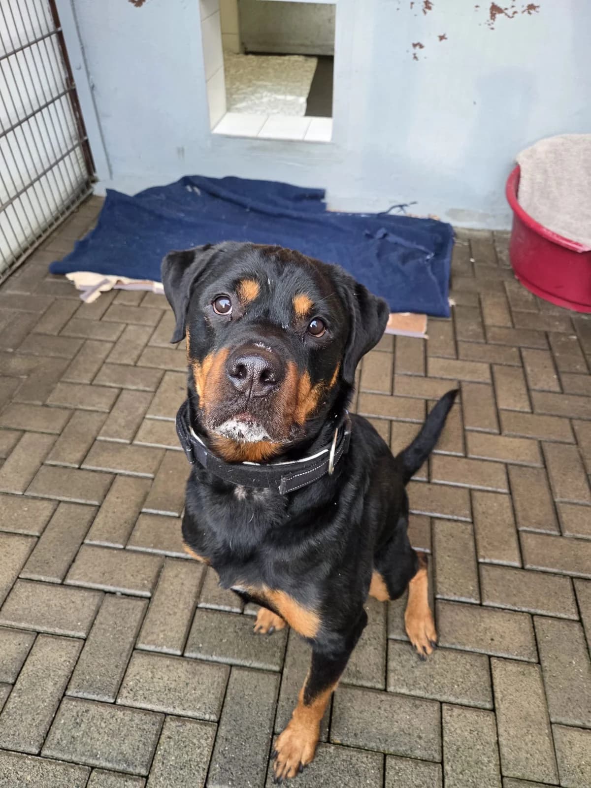 Alfi, male senior Mixed Breed for adoption at Tierheim Helenenhof-Hürth/Tierschutzverein, Hürth