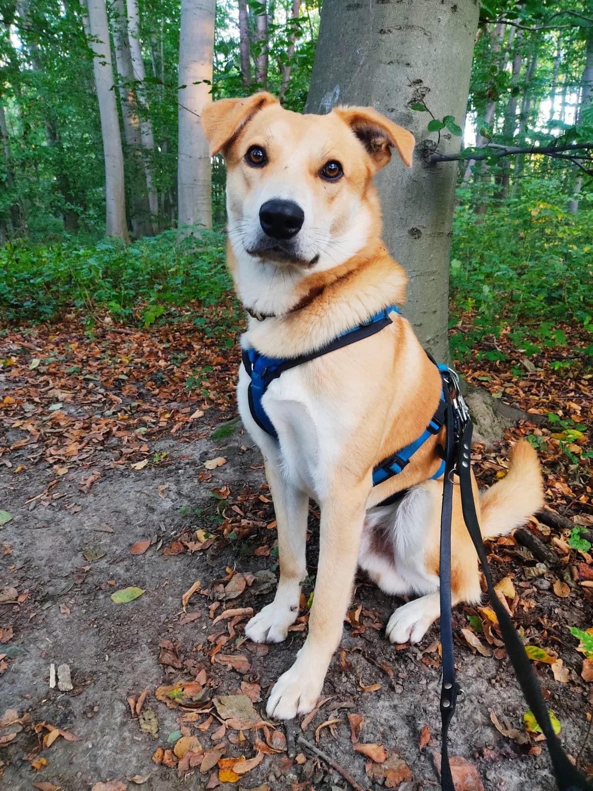 Kuba, male senior Mixed Breed for adoption at Tierheim Helenenhof-Hürth/Tierschutzverein, Hürth