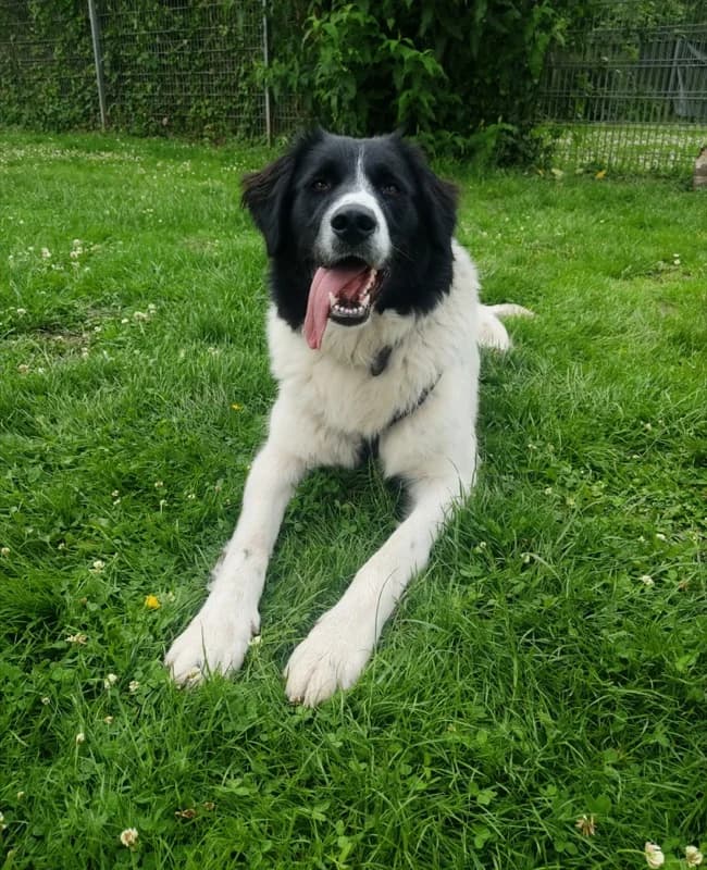 Madita, female senior Mixed Breed for adoption at Tierheim Helenenhof-Hürth/Tierschutzverein, Hürth