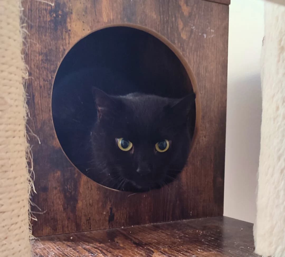 Black Molly, male Mixed Breed for adoption at Tierheim Helmstedt