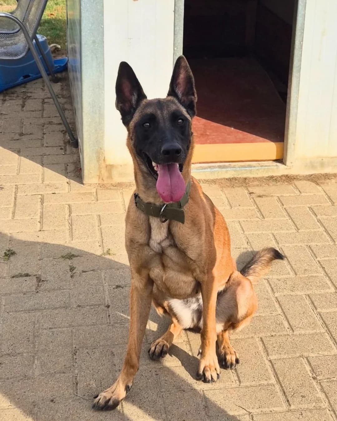 Shila, male 3yo Mixed Breed for adoption at Tierheim Helmstedt