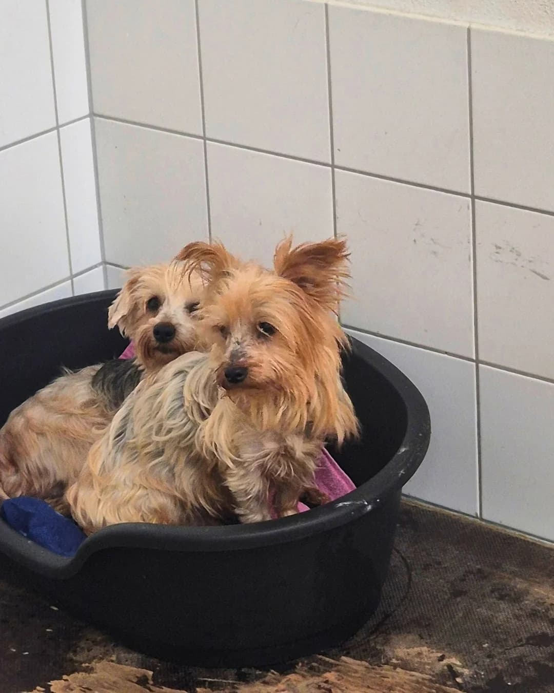 Yorkshire Terrier, male Mixed Breed for adoption at Tierheim Helmstedt
