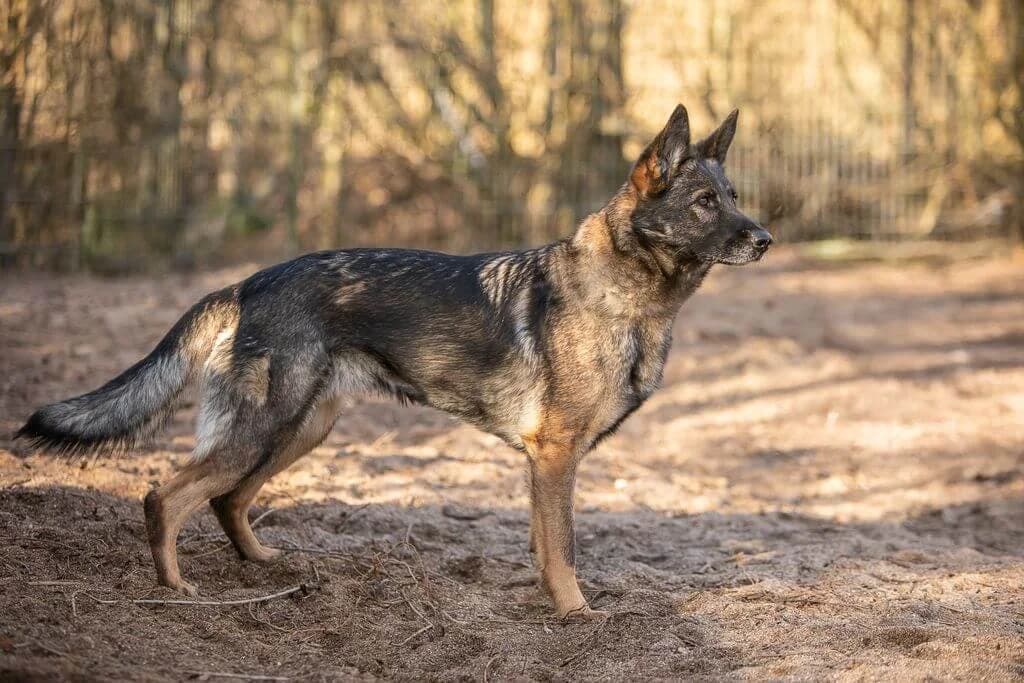 Erna, Mixed Breed for adoption at Tierheim Henstedt-Ulzburg, Henstedt-Ulzburg