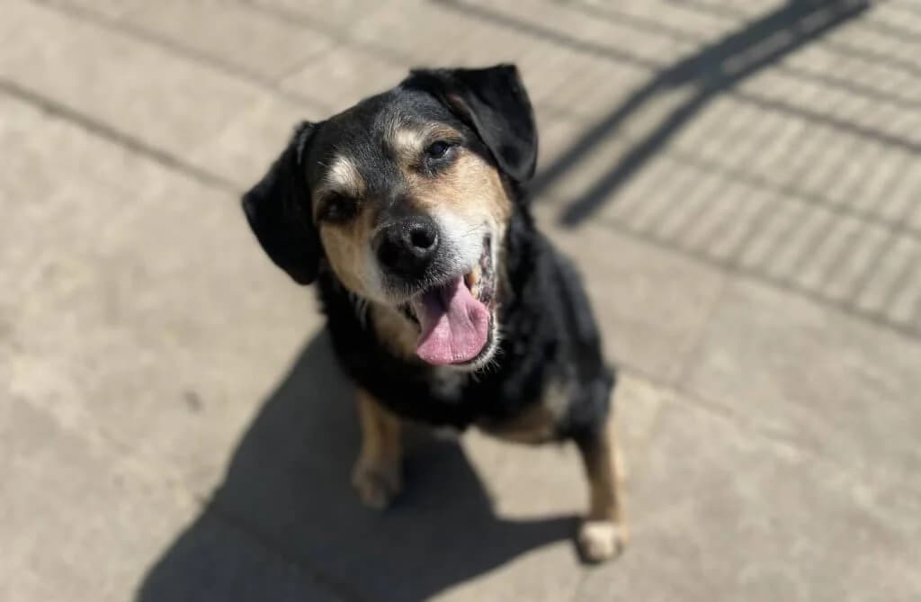 Sammy, Mixed Breed for adoption at Tierheim Henstedt-Ulzburg, Henstedt-Ulzburg