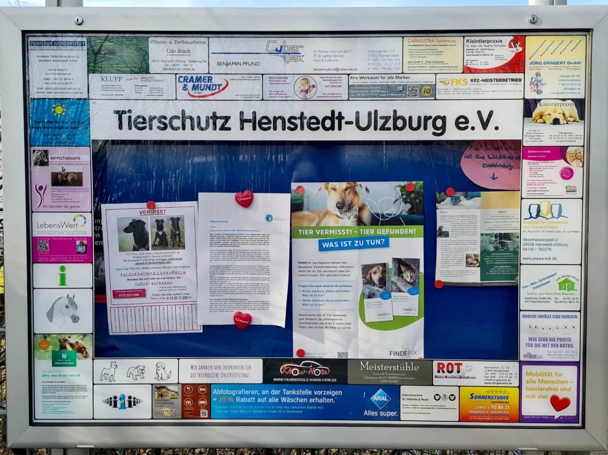 Ivo, Mixed Breed for adoption at Tierheim Henstedt-Ulzburg, Henstedt-Ulzburg
