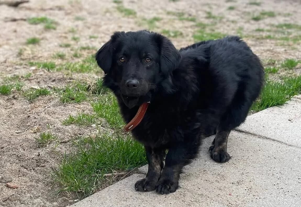 Ivo, Mixed Breed for adoption at Tierheim Henstedt-Ulzburg, Henstedt-Ulzburg