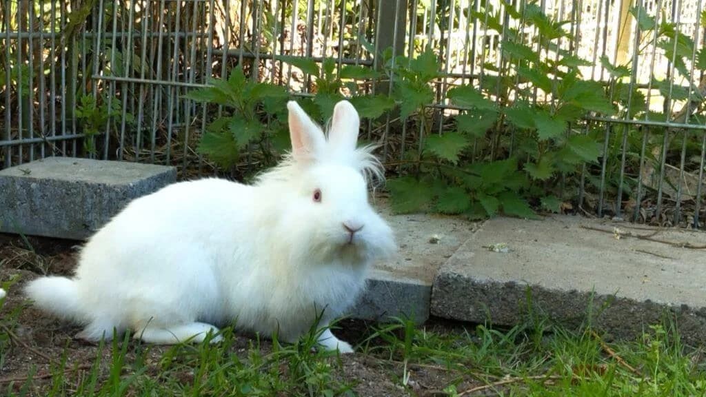 Renate, Mixed Breed for adoption at Tierheim Henstedt-Ulzburg, Henstedt-Ulzburg