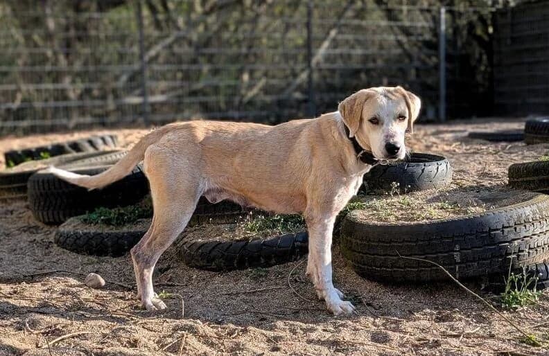 Zoe, Mixed Breed for adoption at Tierheim Henstedt-Ulzburg, Henstedt-Ulzburg