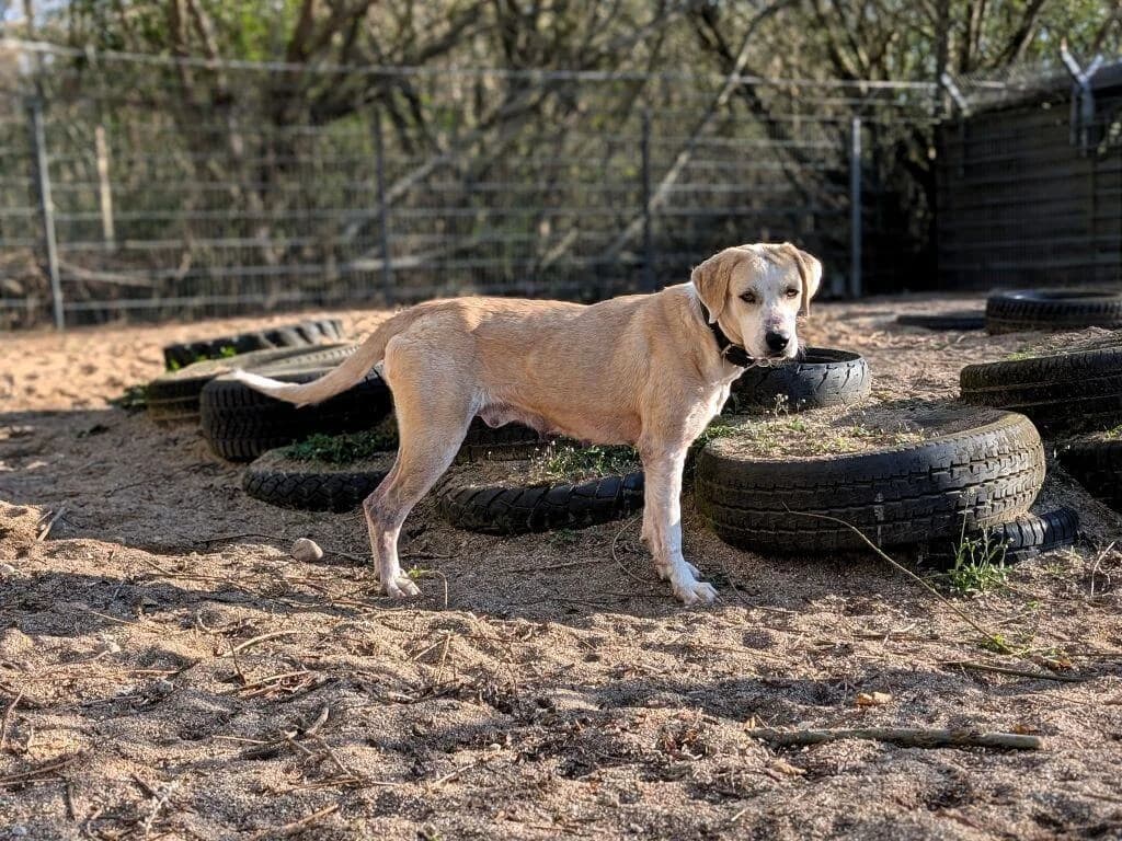 Zoe, Mixed Breed for adoption at Tierheim Henstedt-Ulzburg, Henstedt-Ulzburg