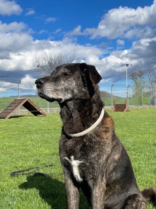 Ares /aka "Äresbruder", male senior Mixed Breed for adoption at Tierheim Heppenheim