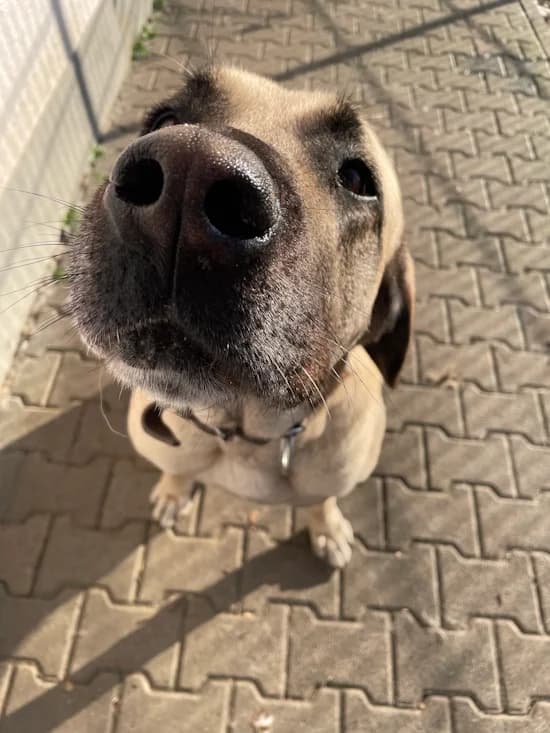 Bonjo, female 6yo Kangal for adoption at Tierheim Heppenheim