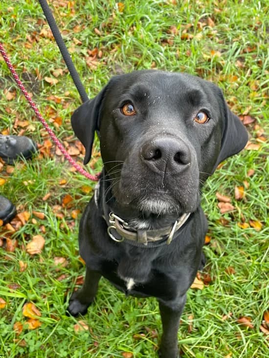 Brody /aka "DaBrödi", male 4yo Labrador Retriever for adoption at Tierheim Heppenheim
