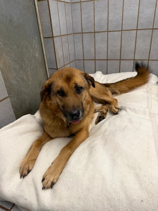 Costa, male senior German Shepherd for adoption at Tierheim Heppenheim