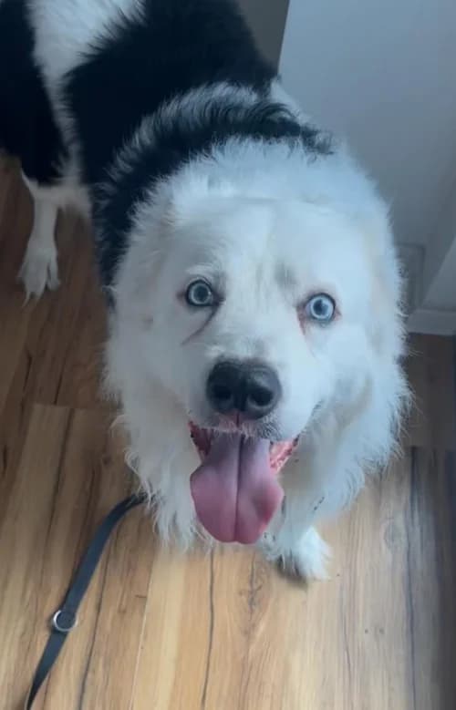 Diego, male senior Border Collie for adoption at Tierheim Heppenheim