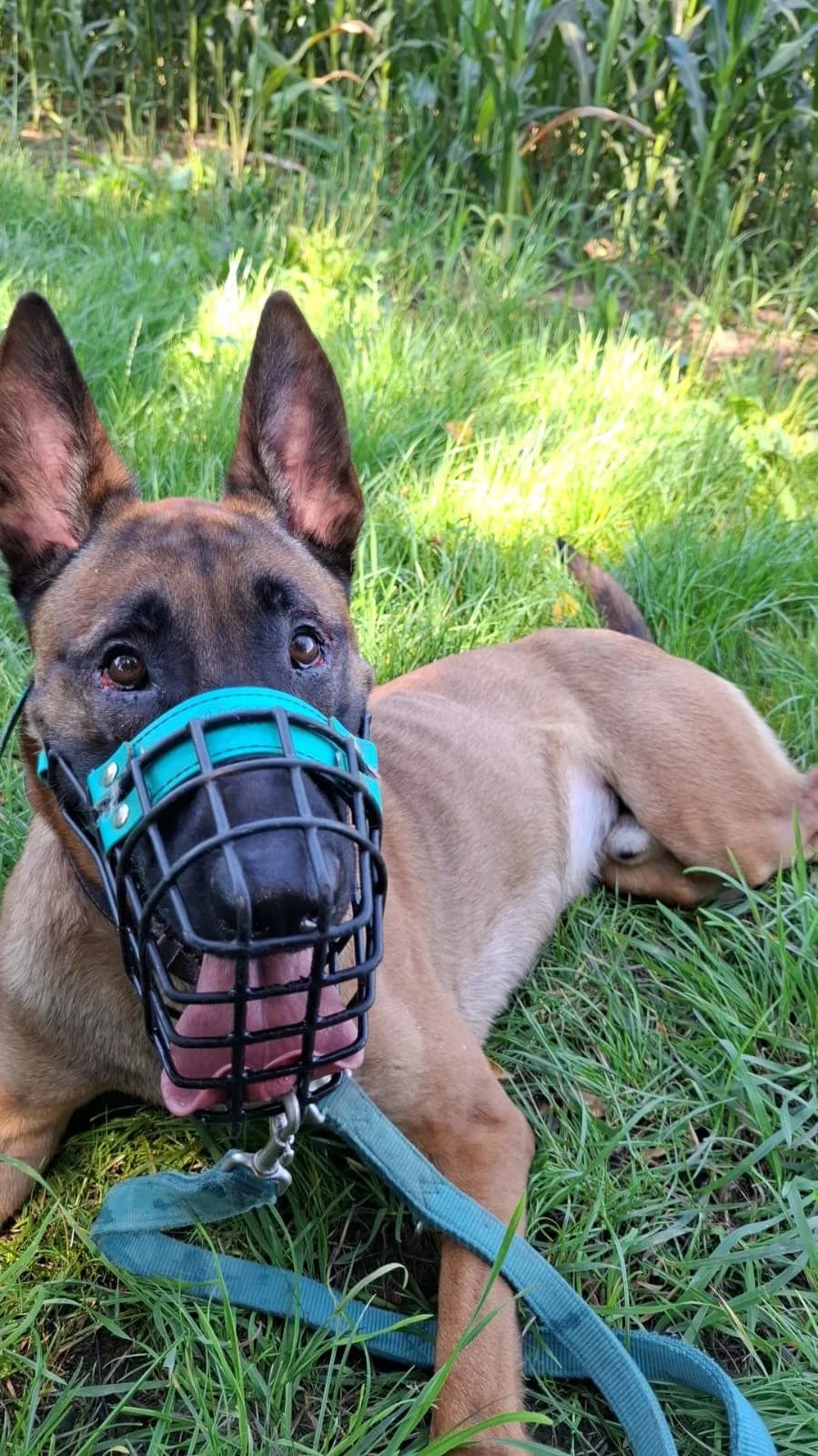 Henry, male 3yo Belgian Malinois for adoption at Tierheim Heppenheim