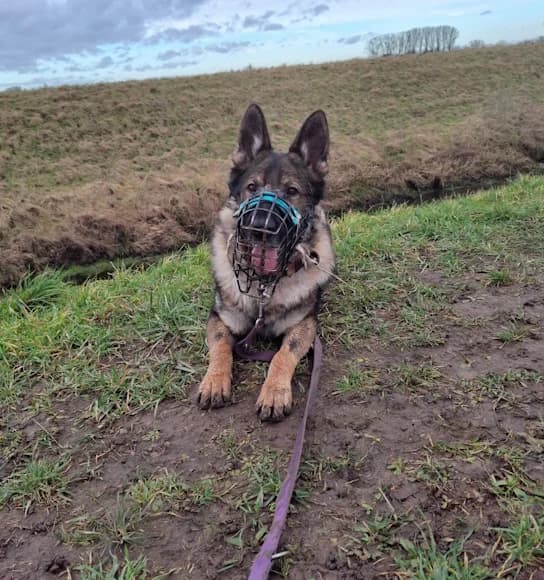 Iron / aka "Peterchen", male 5yo German Shepherd for adoption at Tierheim Heppenheim