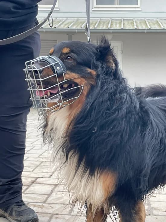 Joker /aka "Joki", male senior Australian Shepherd for adoption at Tierheim Heppenheim