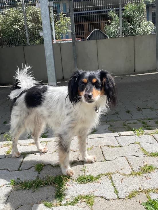 Kaj, male 6yo Mixed Breed for adoption at Tierheim Heppenheim