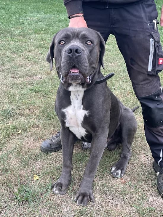 Kaya, male young Cane Corso for adoption at Tierheim Heppenheim